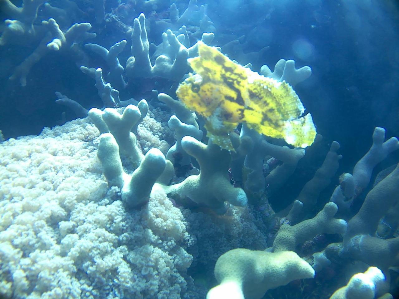 Wakatobi Patuno Diving And Beach Resort By Sahid Wanci Exterior foto