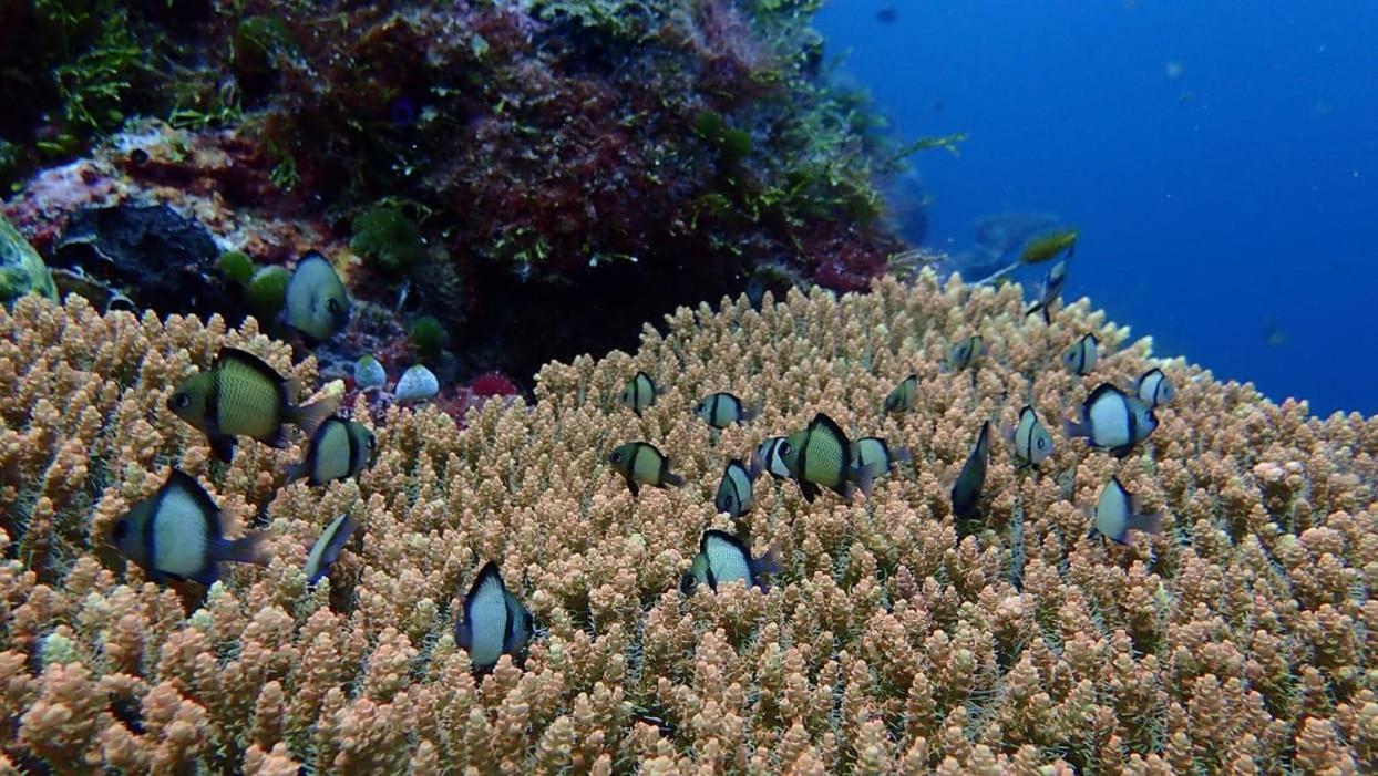 Wakatobi Patuno Diving And Beach Resort By Sahid Wanci Exterior foto