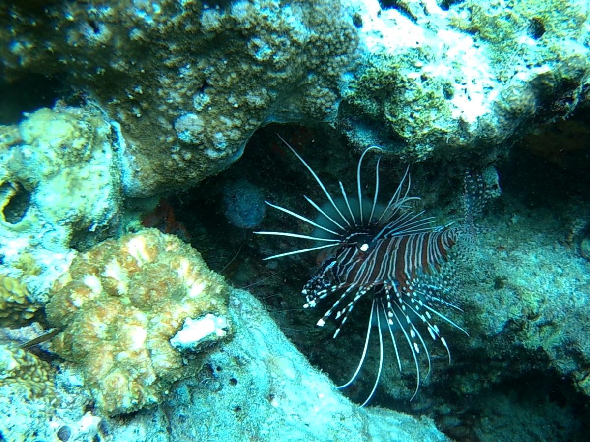 Wakatobi Patuno Diving And Beach Resort By Sahid Wanci Exterior foto
